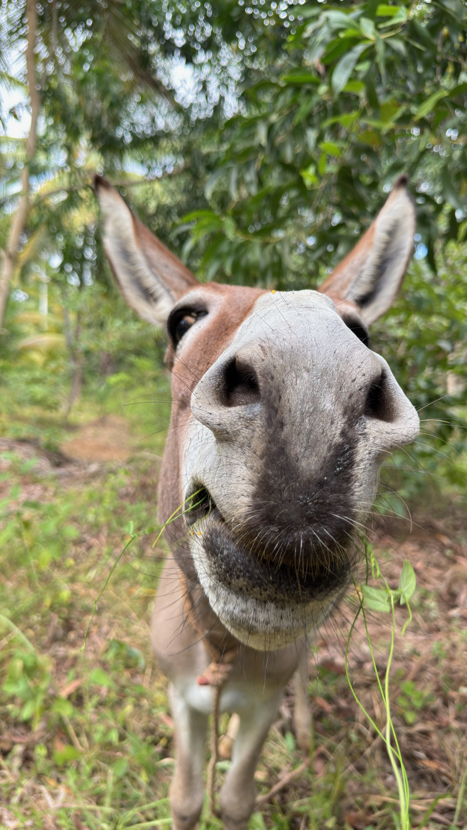 A curious donkey grazing in the lush palm forest of Kinyasini Village — Day 2 grounding immersion