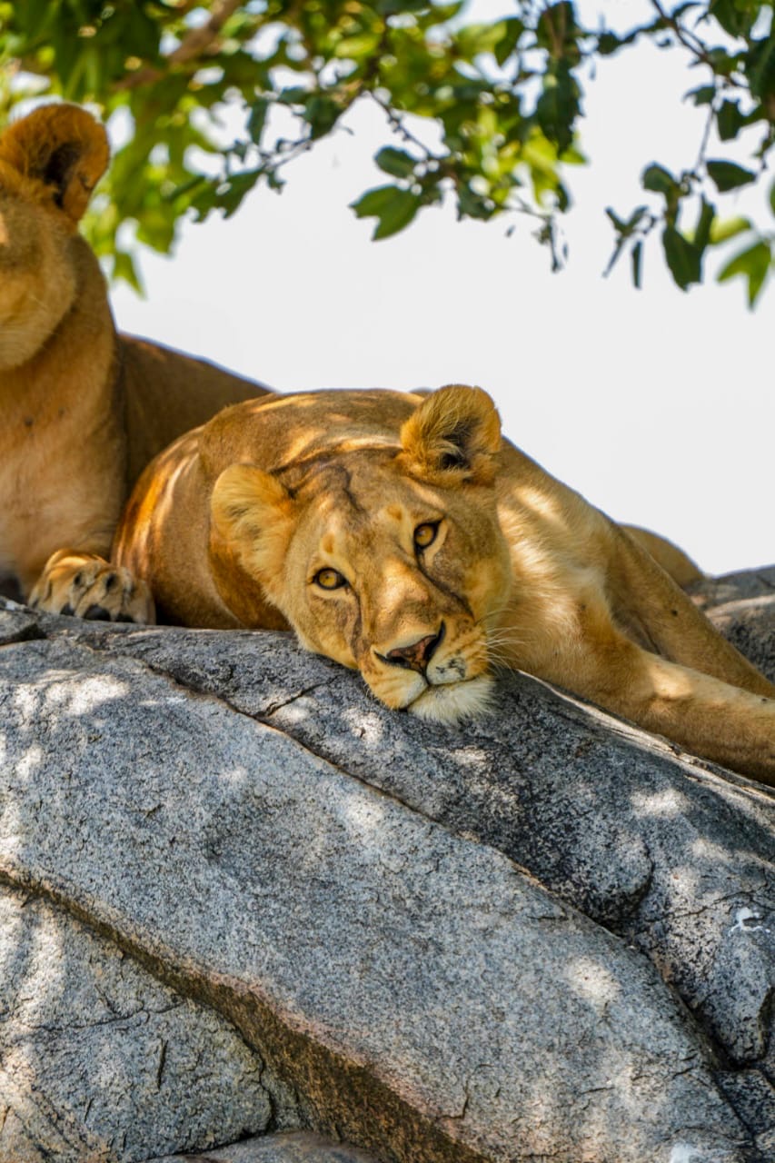 A lioness resting on sun-warmed rocks beneath acacia branches — Day 4 safari in Selous