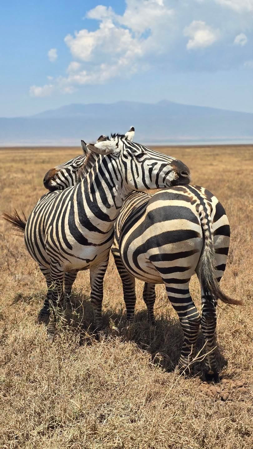 Two zebras leaning into each other on the Tanzanian plains
